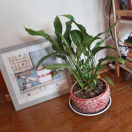 Cosy Apartment Shkoder